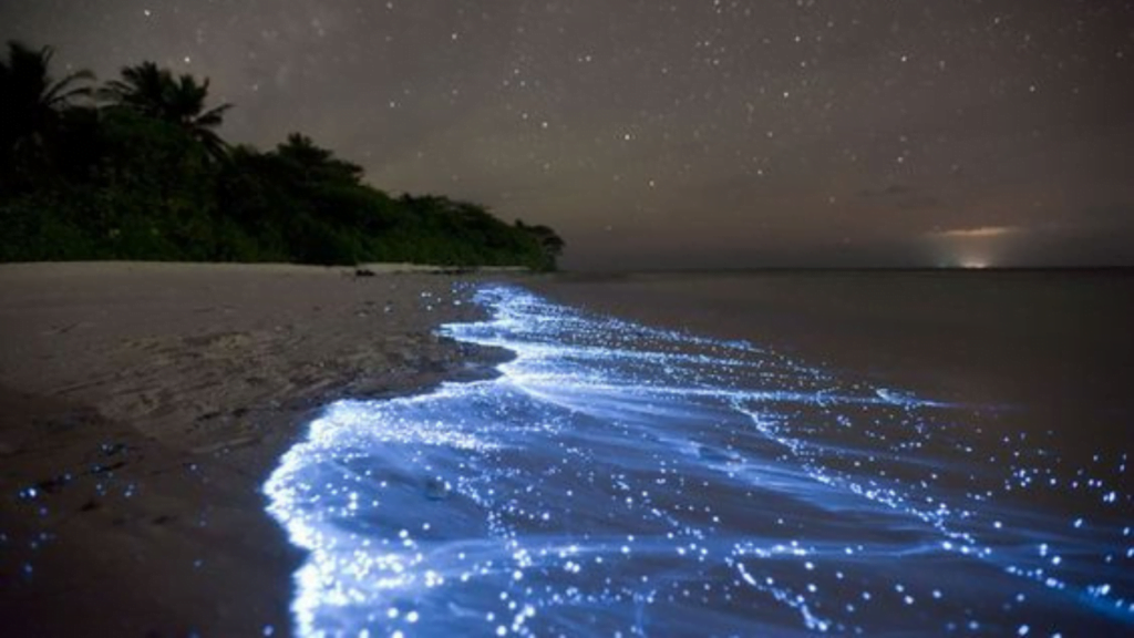 Vaadhoo Island – The Sea of Stars: places to visit maldives
