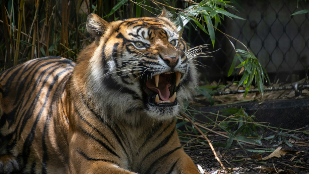 Taronga Zoo: things to do in sydney